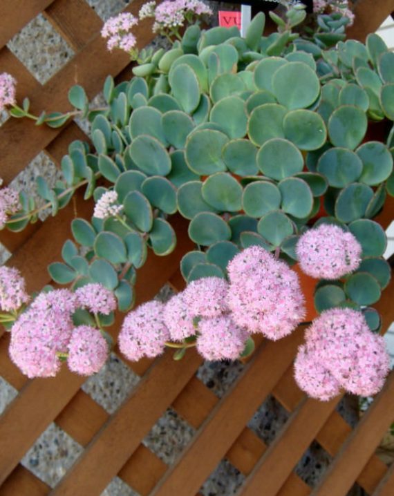 sedum sieboldii 3