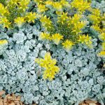 sedum spathulifolium cape blanco 1