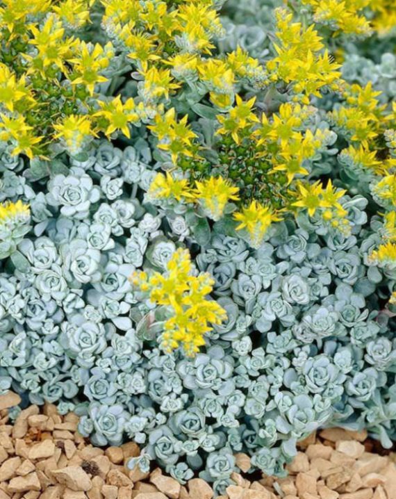 sedum spathulifolium cape blanco 1