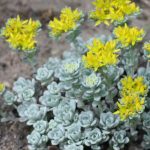 sedum spathulifolium cape blanco