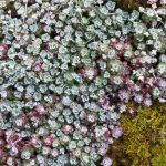sedum spathulifolium cape blanco 2