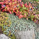 sedum spathulifolium cape blanco 3