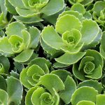 sedum spurium 1