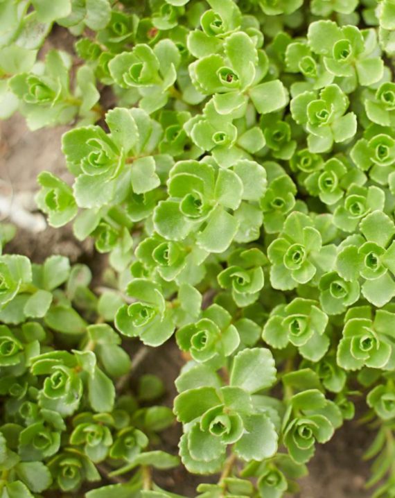 sedum spurium