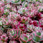 sedum spurium tricolor 3