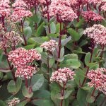 sedum telephium matrona 3