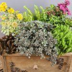 sedum mix 2