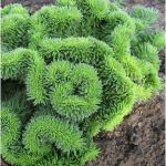 sedum rupestre cristatum