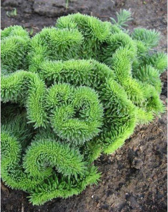 sedum rupestre cristatum