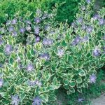 vinka major variegata 1