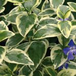 vinka major variegata 2