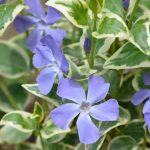 vinka major variegeta