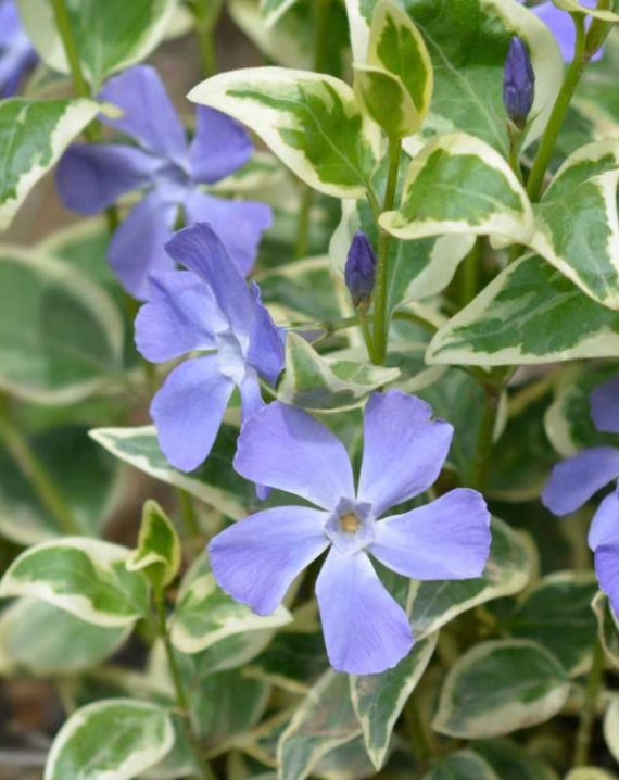 vinka major variegeta