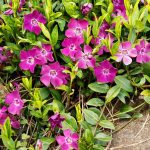 vinka minor atropurpurea 1