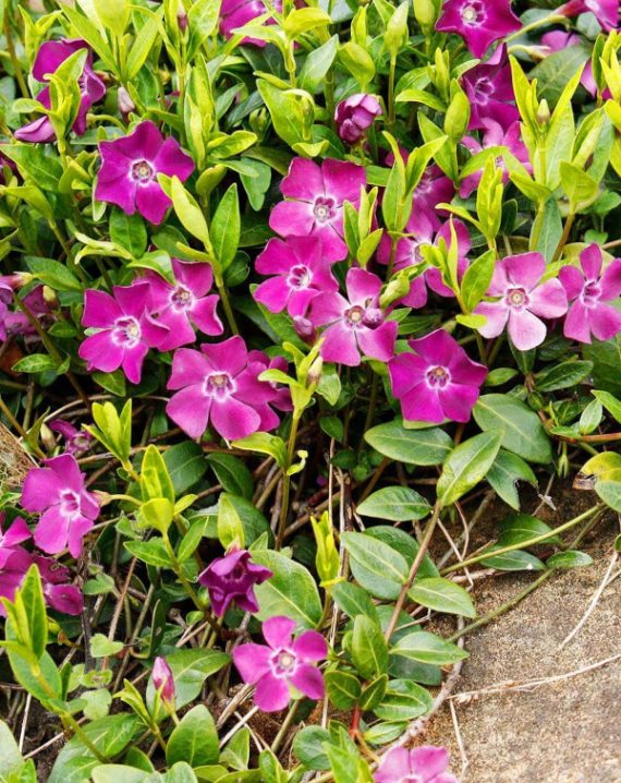 vinka minor atropurpurea 1