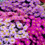 aster mix