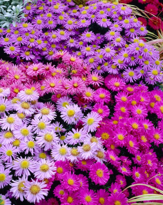aster mix