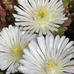 delosperma 1