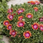 delosperma fire spinner 1