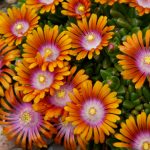 delosperma fire spinner