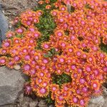 delosperma fire spinner 2