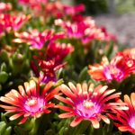 delosperma fire spinner 3