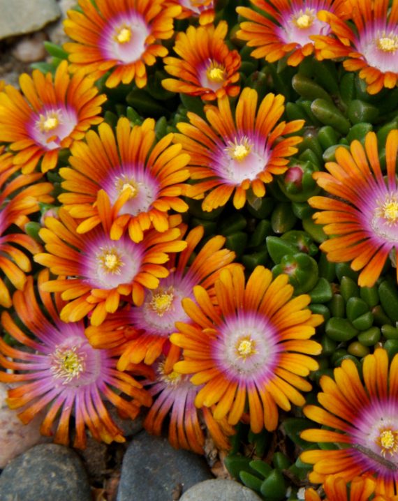 delosperma fire spinner