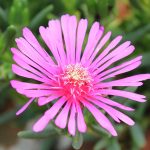 delosperma lido pink 1