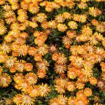 delosperma orange crush 1