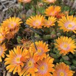 delosperma orange crush