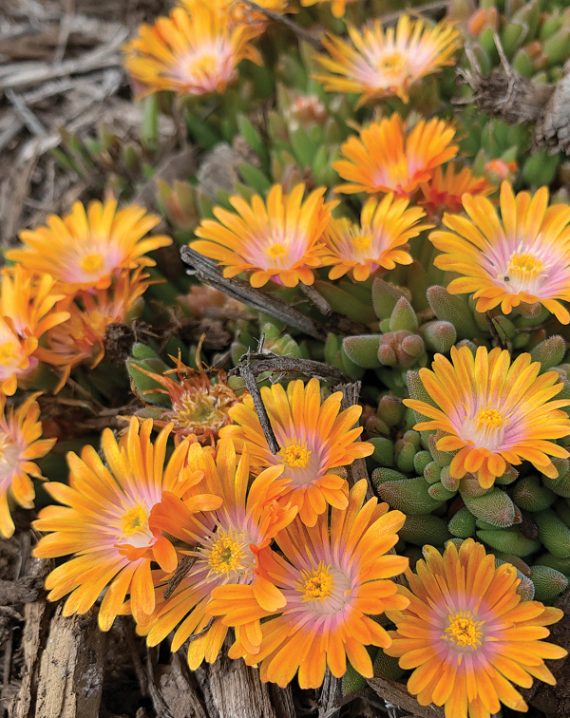 delosperma orange crush