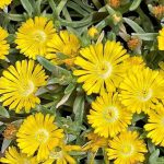 delosperma yellow wonder