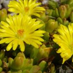 delosperma yellow wonder 2