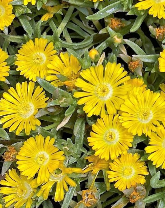 delosperma yellow wonder