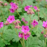 geranijum roze