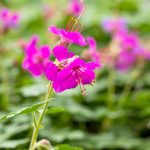 geranijum roze 2