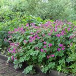 geranijum roze 3
