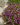 geranium sanguineum 1