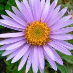 letnji aster 1