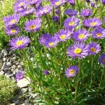 letnji aster