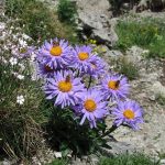 letnji aster 2