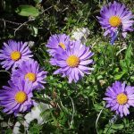 letnji aster 3