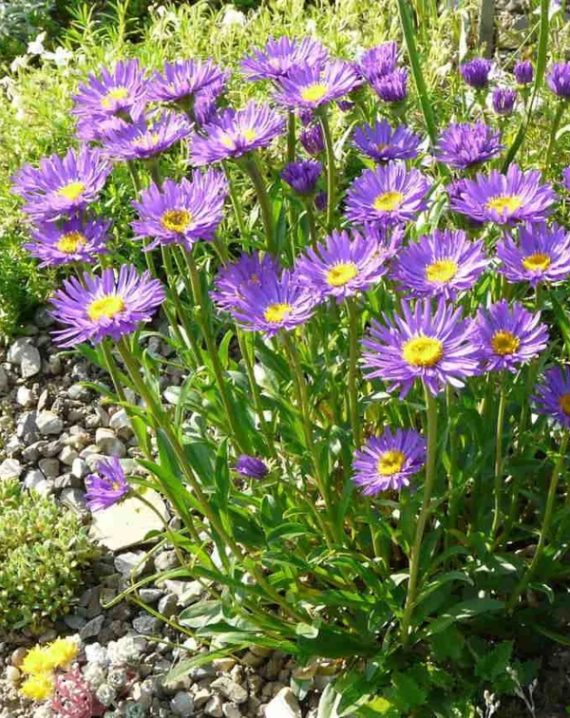 letnji aster