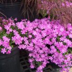 polegli floks roze
