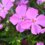 polegli floks roze 2