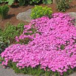 polegli floks roze 3