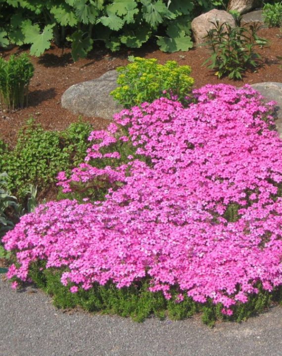 polegli floks roze 3