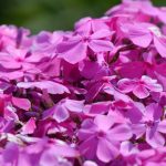 polegli floks roze 4