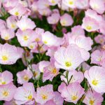 roze nocurak 2
