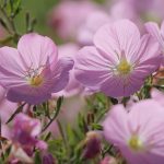 roze nocurak 4
